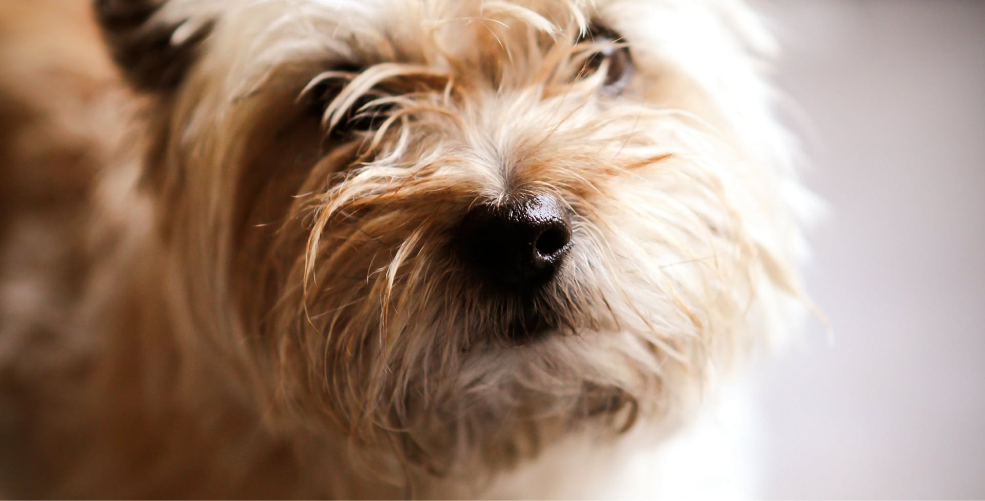 dog-breeder_10